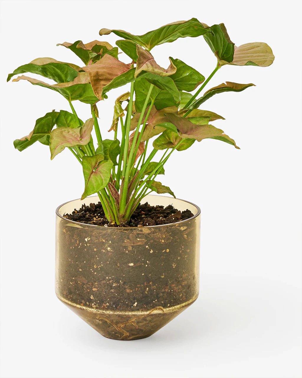 2917-model-three-planter-amber-1.webp
